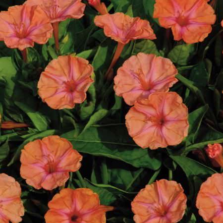 Orange Mirabilis Flower Seeds for Planting – Heirloom, Non-GMO, High Germination Garden Seeds