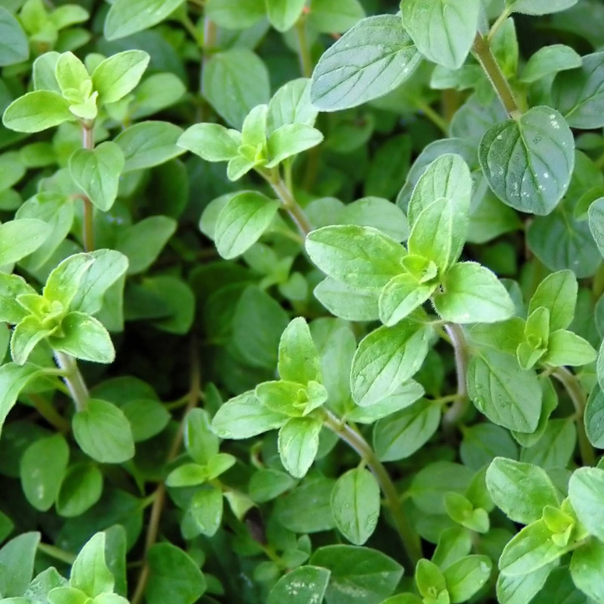 Oregano Herb Seeds for Planting – Heirloom, Non-GMO, Organic Garden Seeds with High Germination for Culinary Use