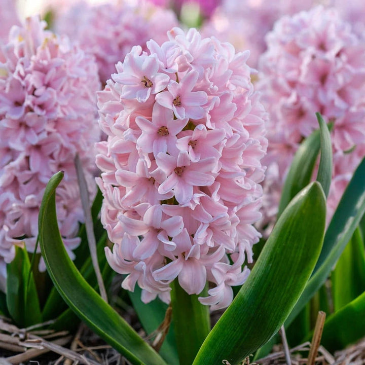 Light Pink Hyacinth Flower Seeds for Planting – Heirloom, Non-GMO, Easy to Grow Organic Garden Seeds