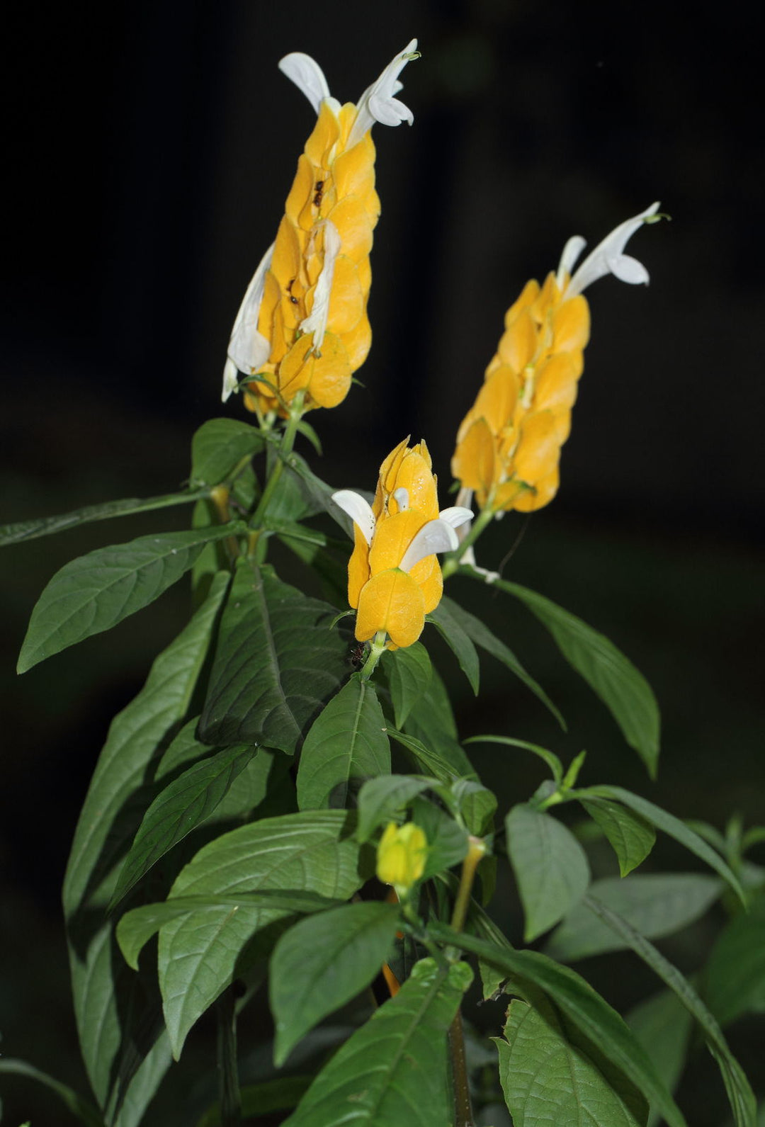 Pachystachys Lutea Flower Seeds for Planting – Heirloom Non-GMO, High Germination Organic Garden Seeds