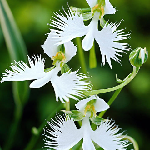 Flower Seeds, Seeds,Seeds For Planting,Plant Seeds