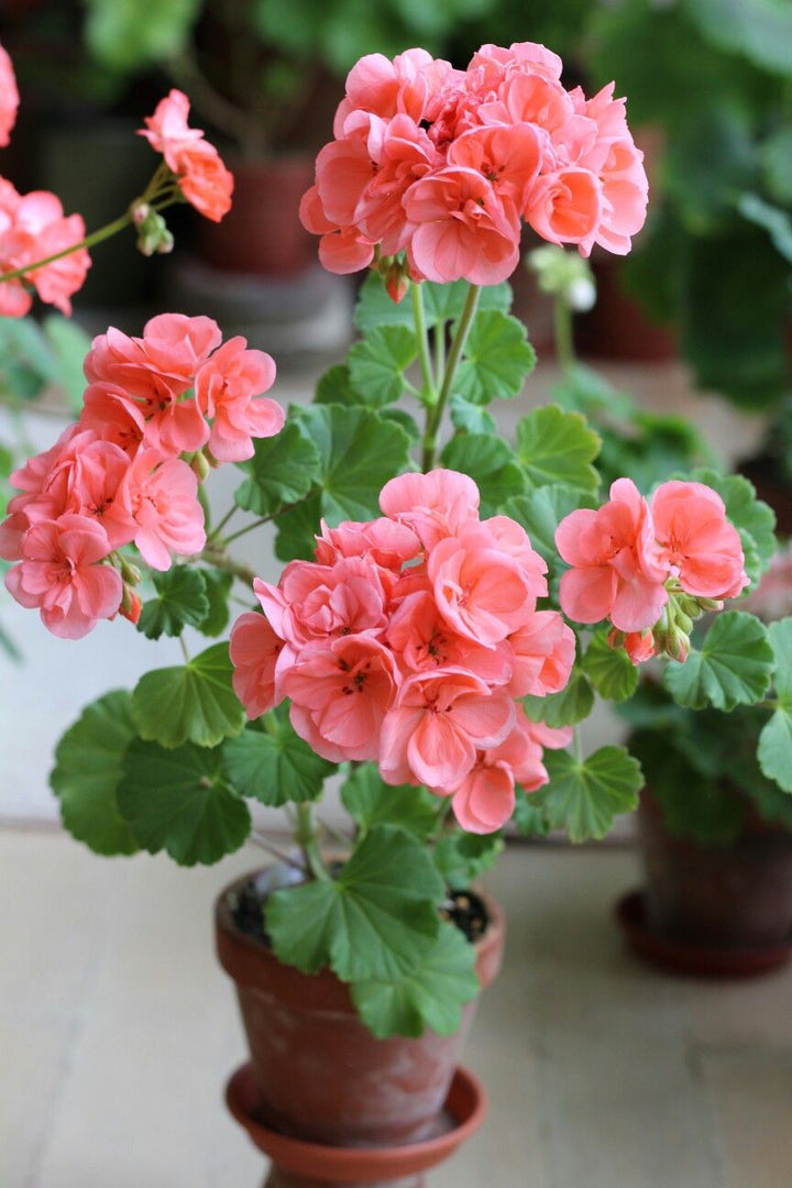 Light Orange Geranium Pelargonium Flower Seeds for Planting – Heirloom, Non-GMO, High Germination