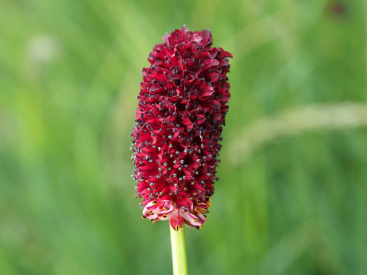 Sanguisorba Officinalis Flower Seeds for Planting – Heirloom, Non-GMO, High Germination Organic Garden Seeds