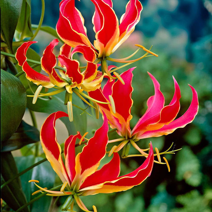 Yellow Red Gloriosa Superba Flower Seeds for Planting – Heirloom Non-GMO, High Germination Organic Garden Seeds