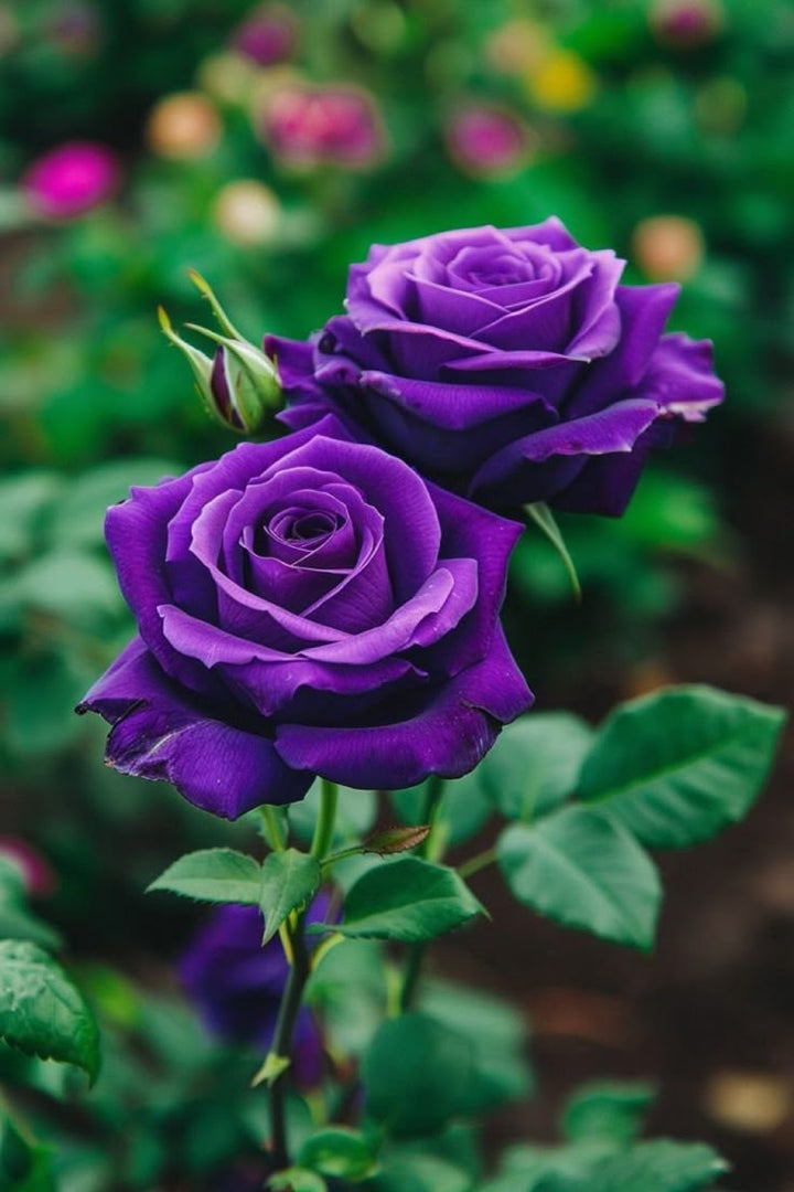 Deep Purple Rose Flower Seeds for Planting – Heirloom, Non-GMO, Fragrant Blossoms, High Germination
