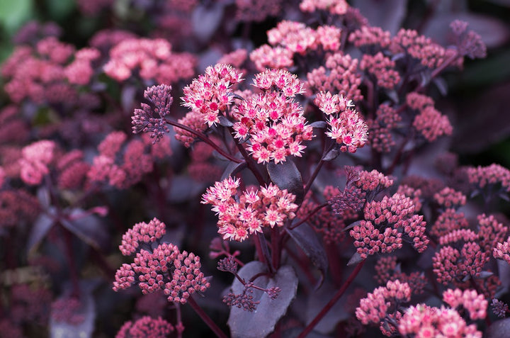 Sedum Emperors Flower Seeds for Planting – Heirloom Non-GMO, High Germination Organic Garden Seeds