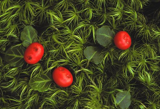 Partridge Berry Plant Herb Seeds – Heirloom, Non-GMO Seeds for Low-Ground Garden Cover Planting