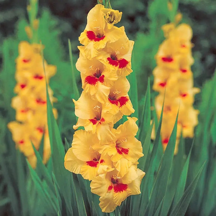 Yellow Red Gladiolus Flower Seeds for Planting – Heirloom, Non-GMO, High Germination Organic Garden Seeds