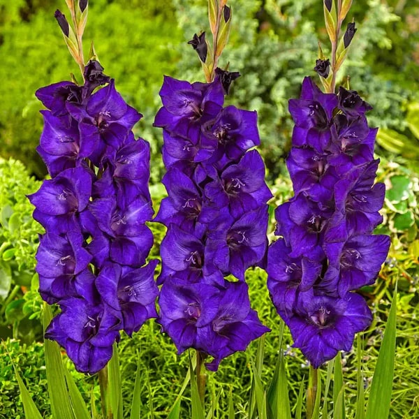 Purple Gladiolus Flower Seeds for Planting – Heirloom, Non-GMO, Compact Growth, High Germination Seeds