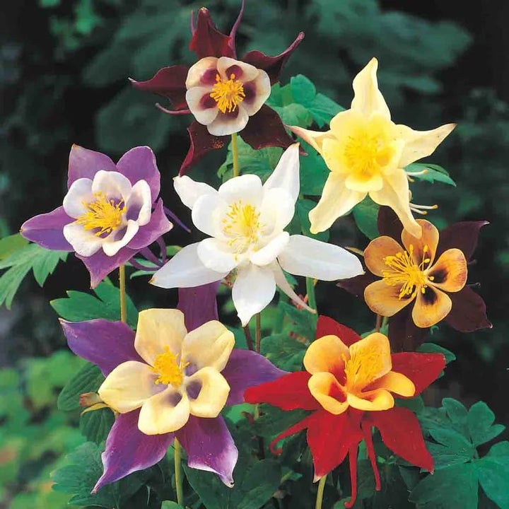 Columbine Flower Seeds for Planting – Wildflower Mix, Heirloom, Non-GMO Garden Seeds