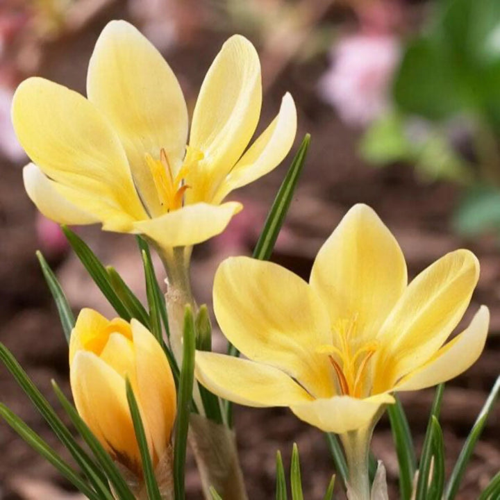 Yellow Crocus Flower Seeds for Planting – Heirloom, Non-GMO, Hardy High Germination Variety