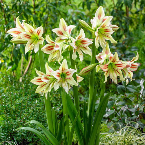 Flower Seeds, Seeds,Seeds For Planting,Plant Seeds