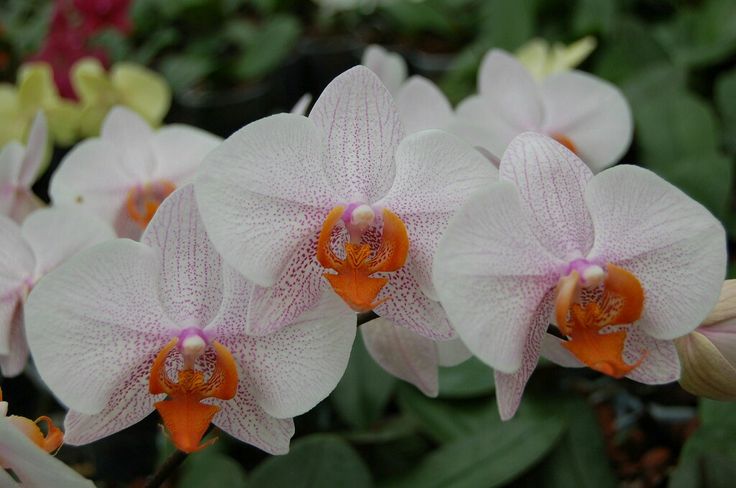 Orange White Phalaenopsis Orchid Flower Seeds for Planting – Heirloom, Non-GMO, Bright Blooms, High Germination
