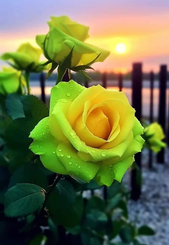 Yellow Green Rose Flower Seeds for Planting – Heirloom, Non-GMO, High Germination Garden Blooms