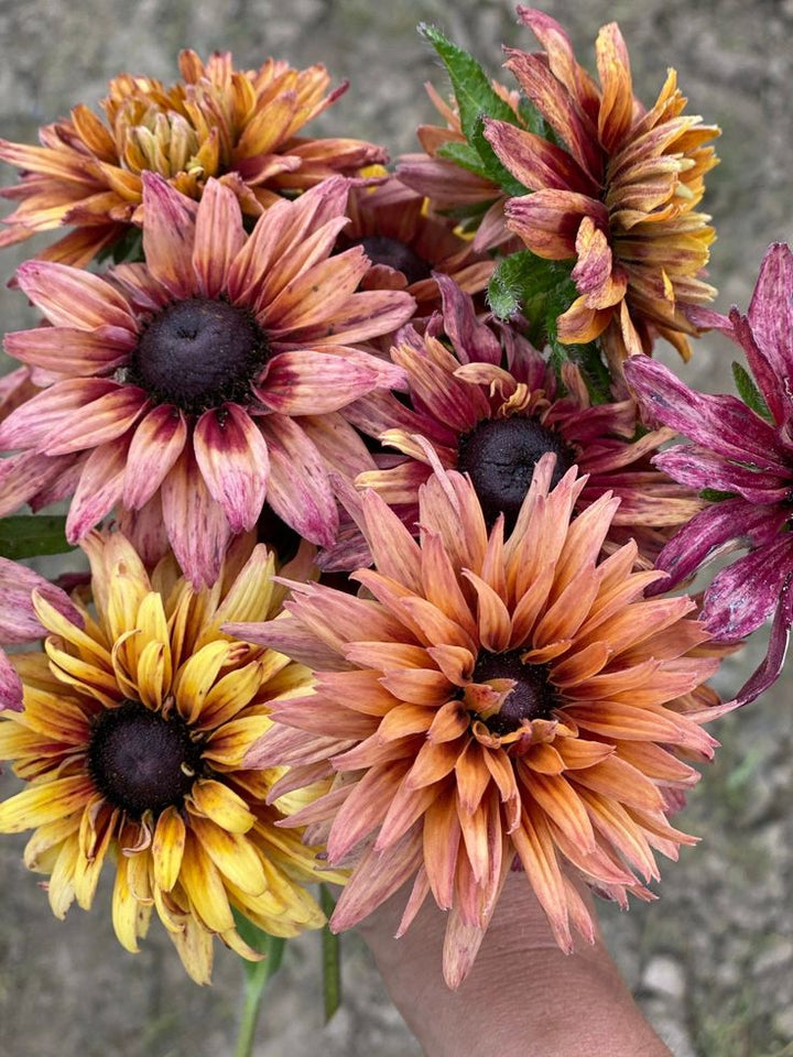Rudbeckia Sahara Flower Seeds for Planting – Heirloom Non-GMO, High Germination Organic Garden Seeds