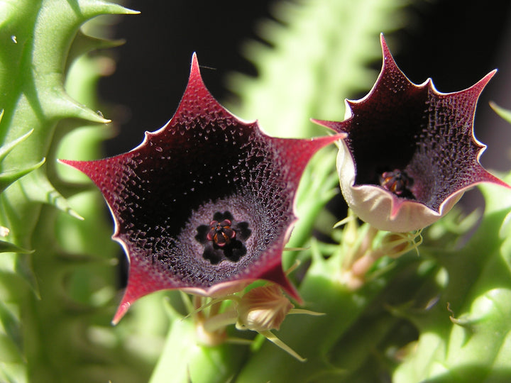 Huernia Keniensis Flower Seeds for Planting – Heirloom Non-GMO, High Germination Organic Garden Seeds
