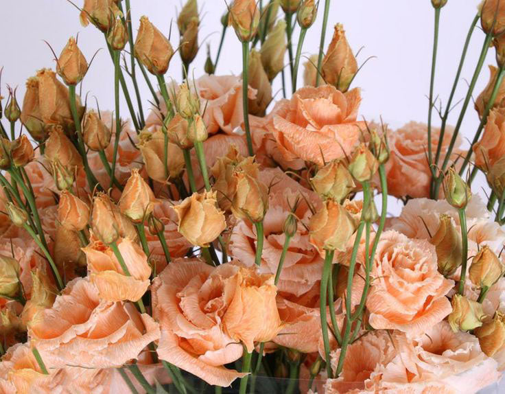 Light Orange Eustoma Flower Seeds for Planting – Heirloom, Non-GMO, High Germination Organic Garden Seeds