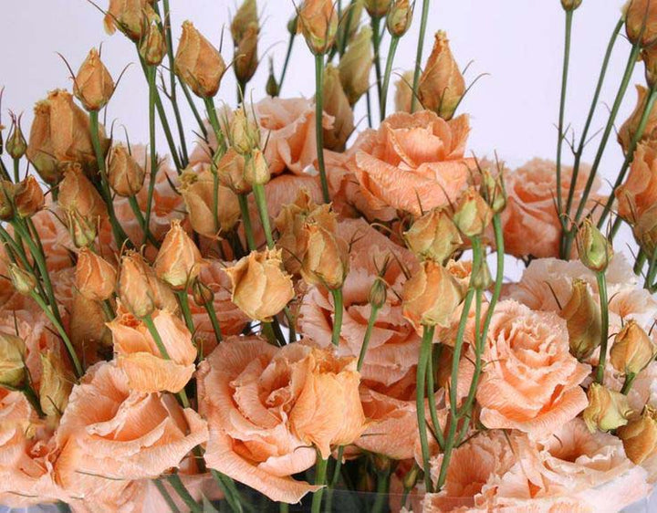 Orange Light Pink Eustoma Flower Seeds for Planting | Heirloom Non-GMO High Germination