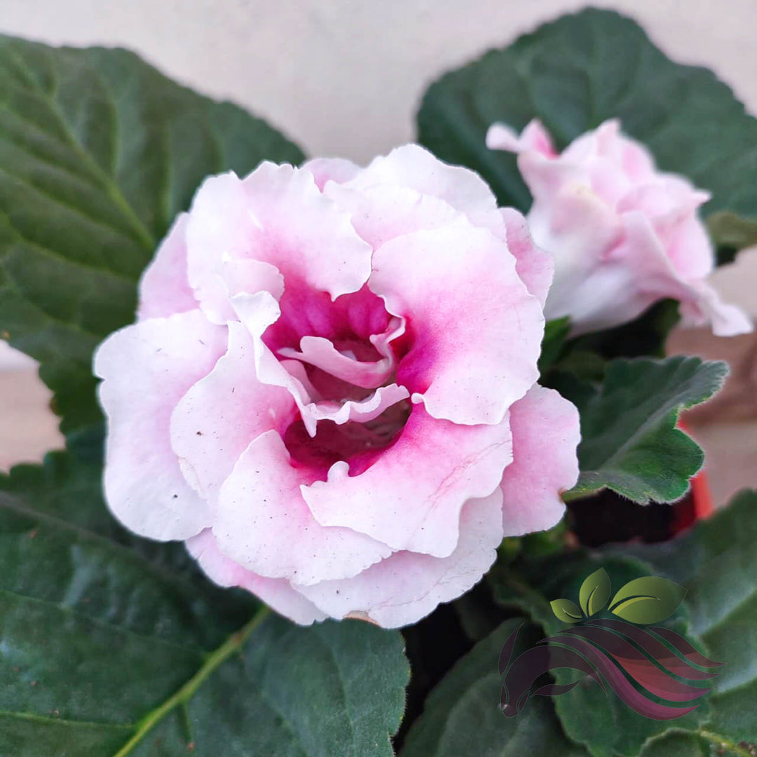 Light Pink Gloxinia Flower Seeds for Planting – Heirloom Non-GMO High Germination Organic Garden Seeds