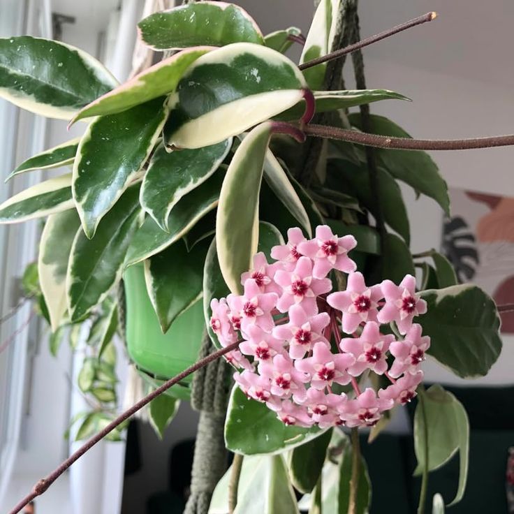 Baby Pink Hoya Flower Seeds for Planting – Vibrant Colors, Heirloom, Non-GMO Home Garden