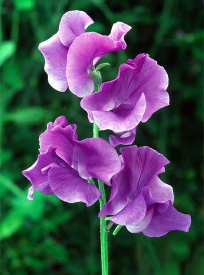 White Purple Sweet Pea Flower Seeds - Fragrant Blossoms, Heirloom, Non-GMO Organic Garden Seeds for Planting