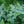 Army Green Mountain Mint Herb Seeds for Planting – Heirloom, Non-GMO, Organic Garden Seeds with High Germination
