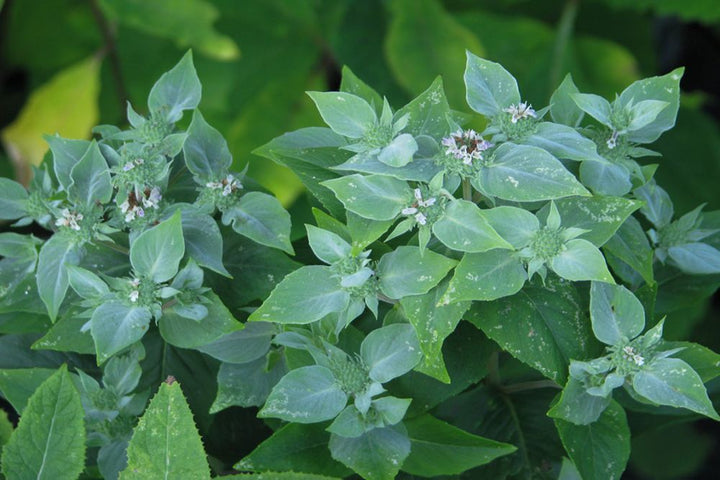 Army Green Mountain Mint Herb Seeds for Planting – Heirloom, Non-GMO, Organic Garden Seeds with High Germination