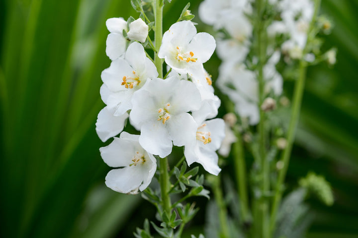White Verbascum Flower Seeds for Planting – Heirloom Non-GMO, High Germination Organic Garden Seeds