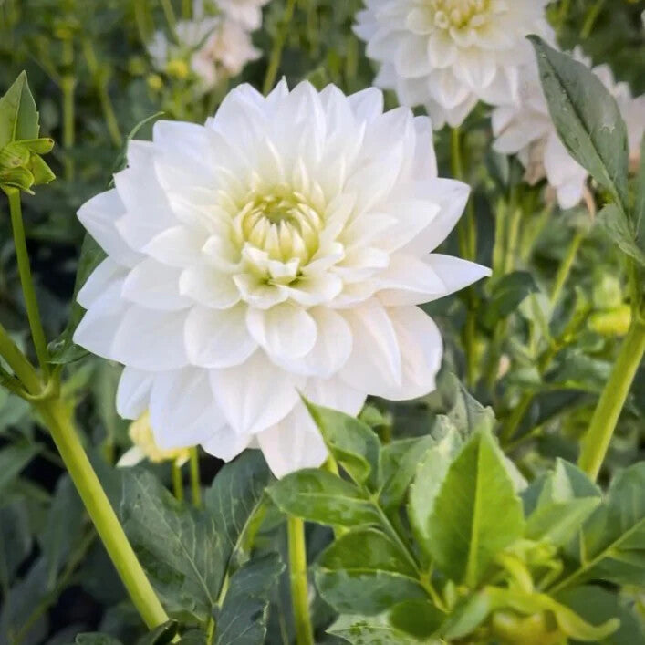White Swan Dahlia Flower Seeds for Planting – Heirloom Non-GMO, High Germination Organic Garden Seeds