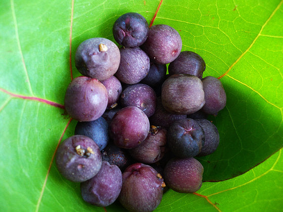 Seagrape Fruit seeds – Heirloom, Non-GMO seeds for Planting in Coastal Home Gardens