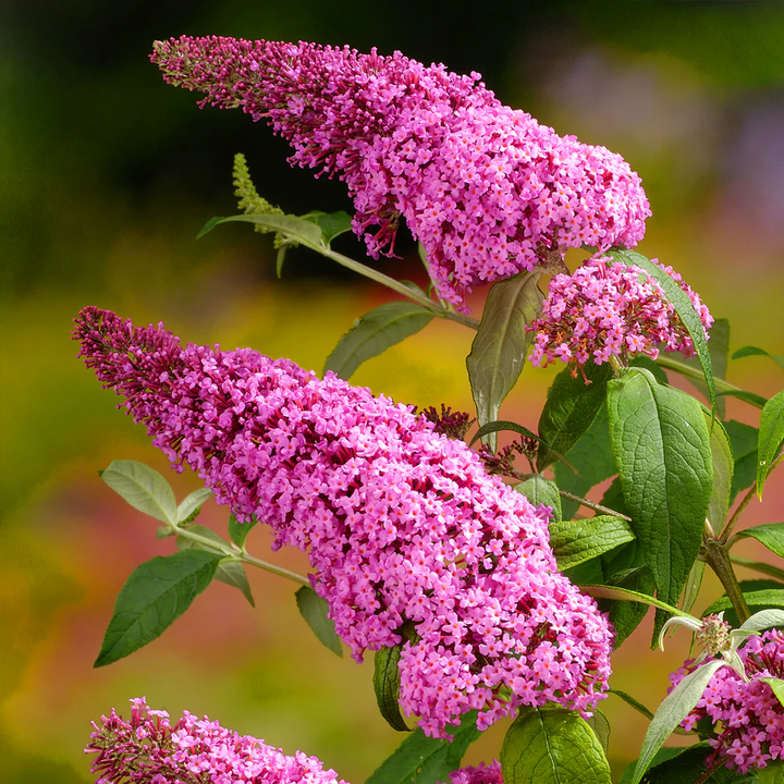 Pink Buddleia Flower Seeds for Planting - Heirloom, Non-GMO, Shade Tolerant, High Germination Seeds for Home Garden