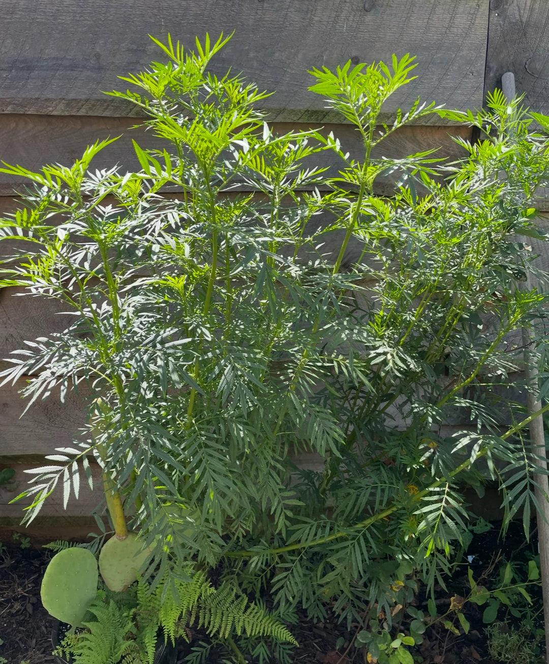 Mint Huacatay Herb Seeds for Planting – Heirloom, Non-GMO, Organic Garden Seeds with High Germination