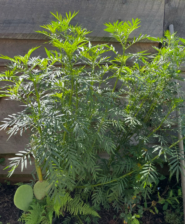 Mint Huacatay Herb Seeds for Planting – Heirloom, Non-GMO, Organic Garden Seeds with High Germination