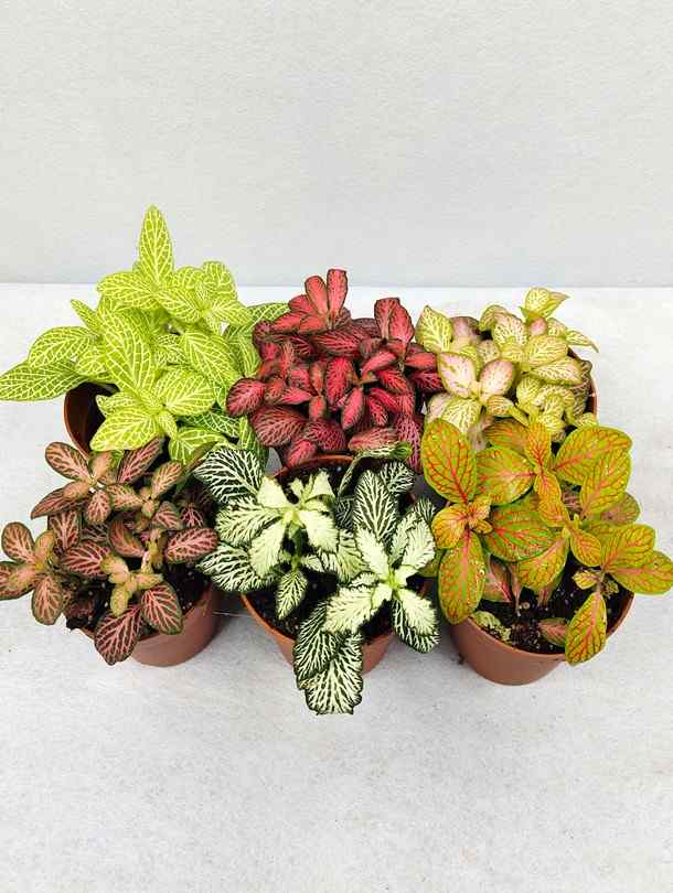 Mixed Fittonia Verschaffeltii Flower Seeds for Planting – Heirloom Non-GMO, High Germination Organic Garden Seeds