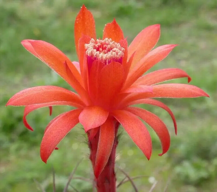 Red Matucana Flower Seeds for Planting – Heirloom Non-GMO, High Germination Organic Garden Seeds