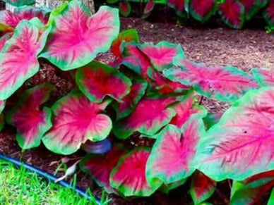 Purple and Green Caladium Herb Seeds for Planting – Heirloom, Non-GMO, Organic Garden Seeds with High Germination