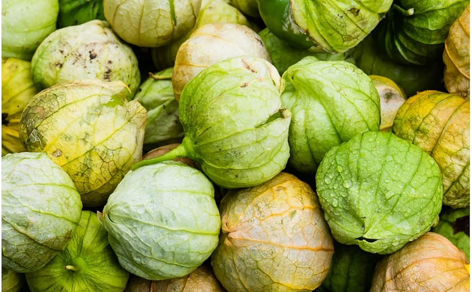 Cream Tomatillo Fruit Seeds for Planting – Heirloom & Non-GMO Garden seeds, tangy fruits ideal for salsa