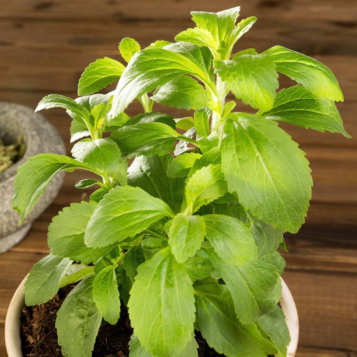 Stevia Herb Seeds for Planting – Heirloom, Non-GMO, Organic Garden Seeds with High Germination for Sweet Indoor & Outdoor Gardens