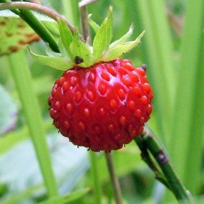 British Columbia fruit seeds for planting - Heirloom & Non-GMO garden seeds, robust hardy tree variety