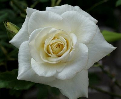 Rarest White Knight Rose Flower Seeds for Planting – Heirloom, Non-GMO, High Germination, Premium Quality