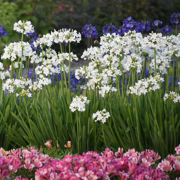 White Perennial Flower Seeds for Planting – Colorful Display, Heirloom &amp; Non-GMO Seeds for Home Garden