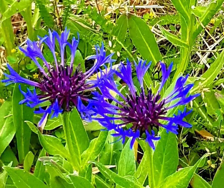 Blue Centaurea Montana Flower Seeds for Planting – Heirloom Non-GMO, High Germination Organic Garden Seeds