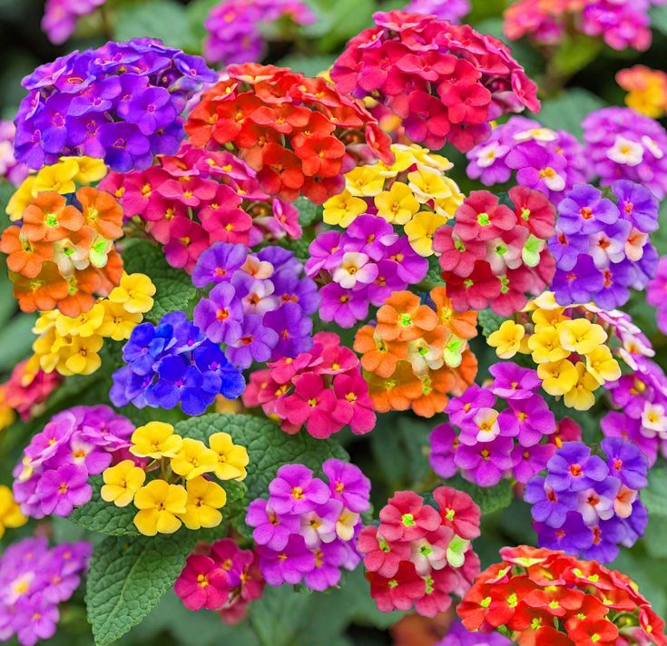 Lantana Mix Flower Seeds for Planting – Heirloom Non-GMO, High Germination Organic Garden Seeds