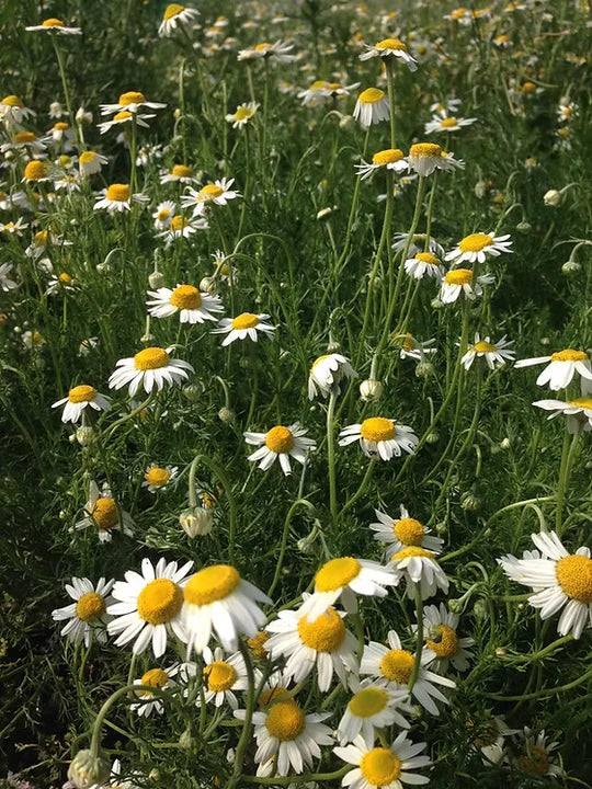 Roman Chamomile Seeds for Planting – Heirloom, Non-GMO Medicinal Ground Cover Herb for Teas & Pollinator Gardens