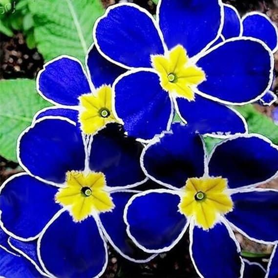 Blue Evening Primrose Flower Seeds for Planting – Premium Quality, Heirloom & GMO Free Seeds for Home Garden