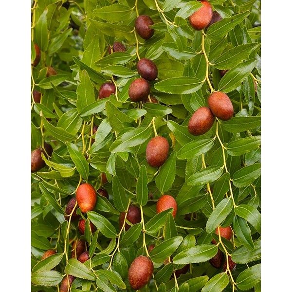 Ziziphus Herb Seeds for Planting – Heirloom, Non-GMO Seeds Ideal for Container Gardening
