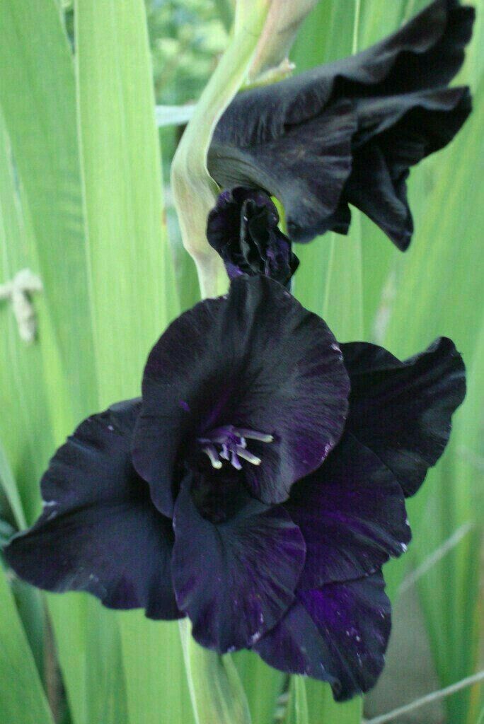 Black Gladiolus Flower Seeds for Planting – Fragrant Blossoms, Heirloom, Non-GMO Home Garden