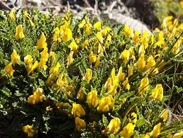 Yellow Astragalus Flower Seeds for Planting | Heirloom Non-GMO Organic Garden Seeds | Cut Flower Favorite, 100pcs