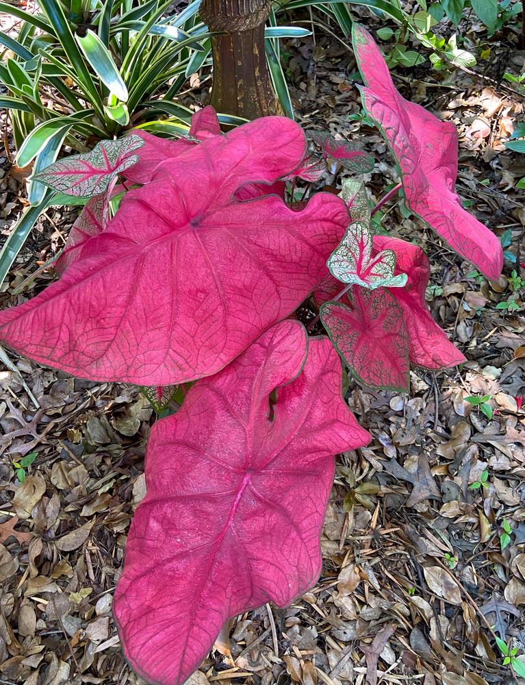 Red Fancy Leaf or Brandywine Caladium Leaf Seeds for Planting – Heirloom Non-GMO, High Germination Organic Garden Seeds
