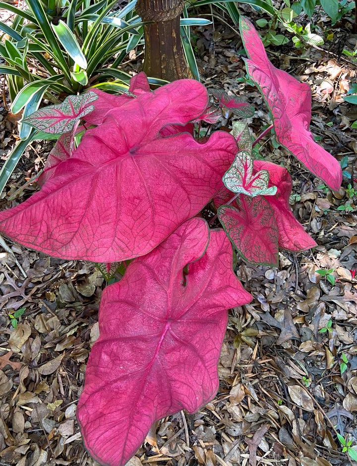 Red Fancy Leaf or Brandywine Caladium Leaf Seeds for Planting – Heirloom Non-GMO, High Germination Organic Garden Seeds
